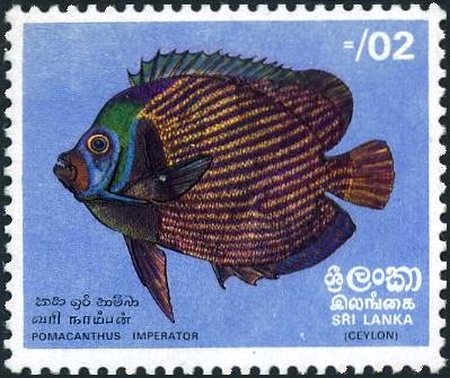 Emperor Angelfish (Pomacanthus imperator)